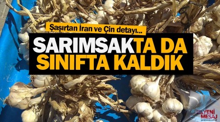 Sarımsak veriminde sınıfta kaldık