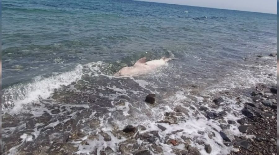 Dev köpekbalığı kıyıya vurdu Yeni Mesaj