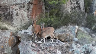 Da� ke�ileri ve yavrular� g�r�nt�lendi