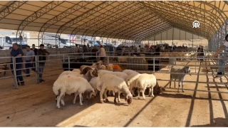 Kilis'te kurbanlar alıcılarını bekliyor