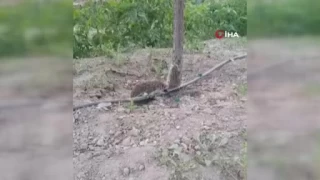 Kana kana su i�en kirpinin sevimli halleri g�l�msetti