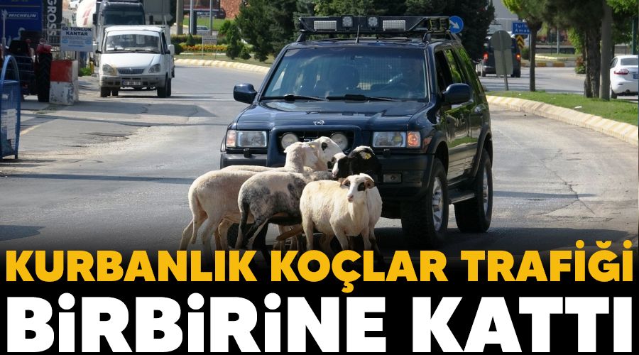 Kurbanlık koçlar trafiği birbirine kattı
