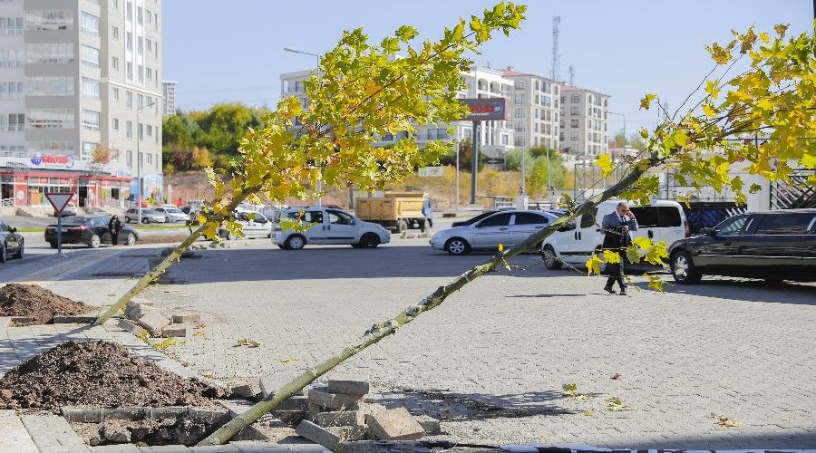 5 Bin adet ağaç toprakla buluşturuldu
