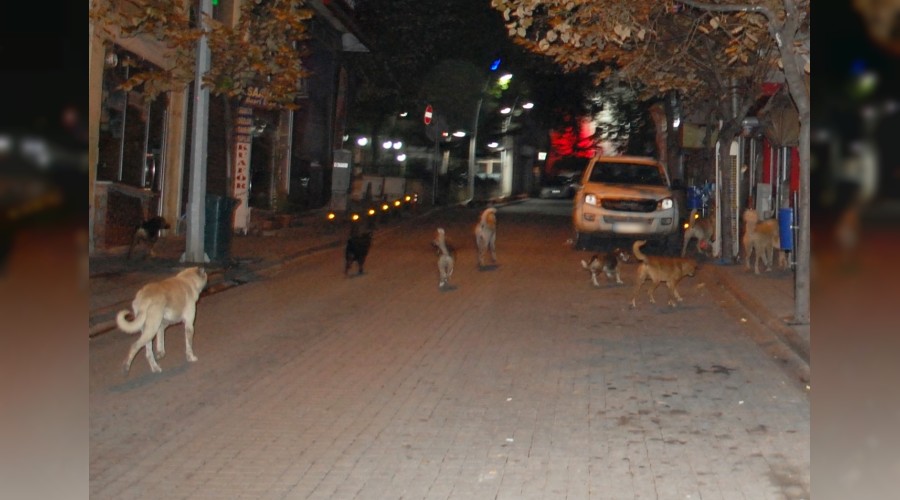 Ba��bo� k�pekler tehlike sa��yor