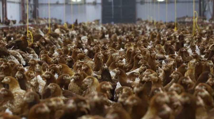 Ordu'da tavuk�uluk sekt�r� b�y�yor