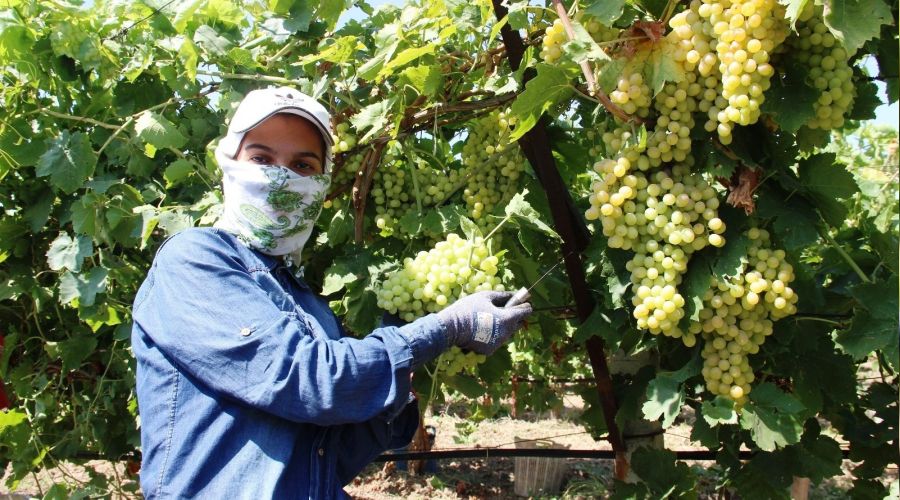 2021 yılı üzüm işçi fiyatları belirlendi