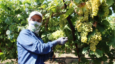 2021 yılı üzüm işçi fiyatları belirlendi