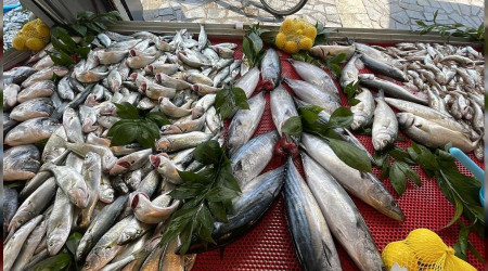 Batı Karadeniz'de hamsi azaldı