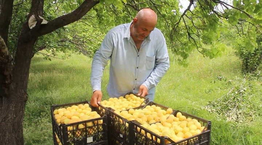 Cennet Iğdır’da sarı altın hasadı