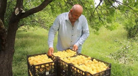 Cennet Iğdır’da sarı altın hasadı
