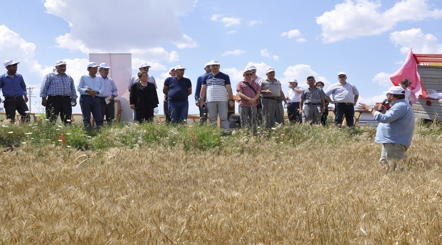 Yeni buğday çeşitleri 'Mesut' ve 'Reis' tanıtıldı