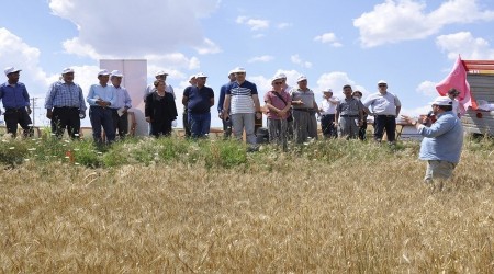 Yeni buğday çeşitleri 'Mesut' ve 'Reis' tanıtıldı