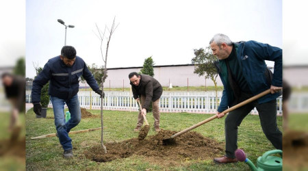 Yüzlerce kiraz ve vişne ekildi