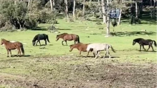 Bursa'da yılkı atlarının özgürlük gezisi