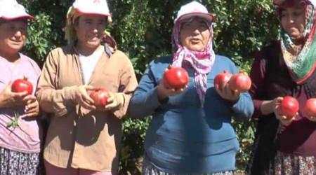 Kırmızı nar cennetinde hasat başladı