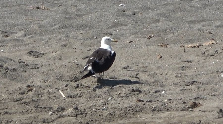 Samanda�'da petrol canl�lar� da tehdit ediyor