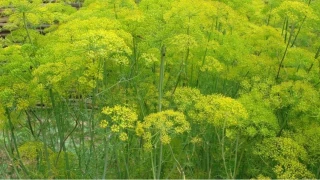 Tefenni Tar�m�: Rezenenin ba�kenti ve �retim �e�itlili�i