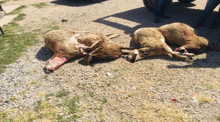 Bir kurt saldırısı haberi de Ankara'dan