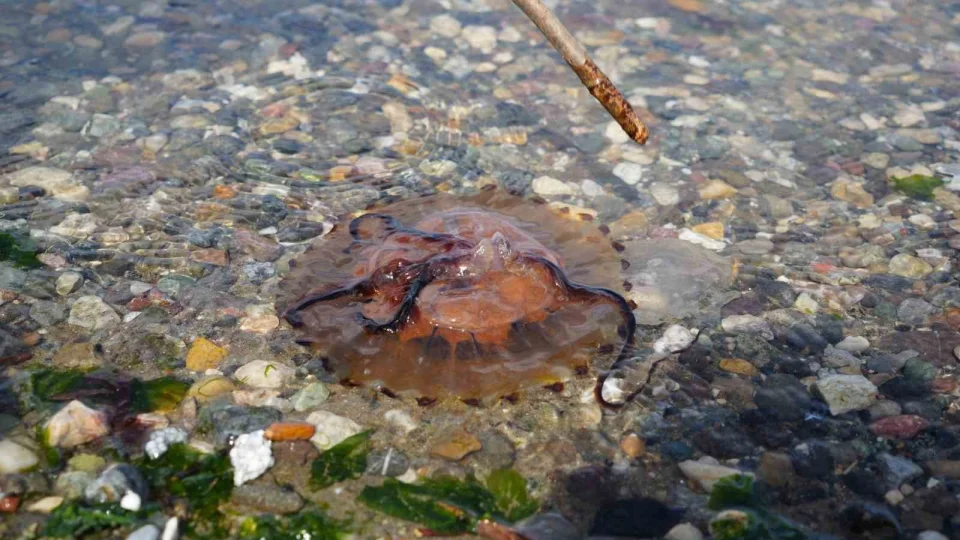 Denizde bu türü görürseniz sakın yaklaşmayın