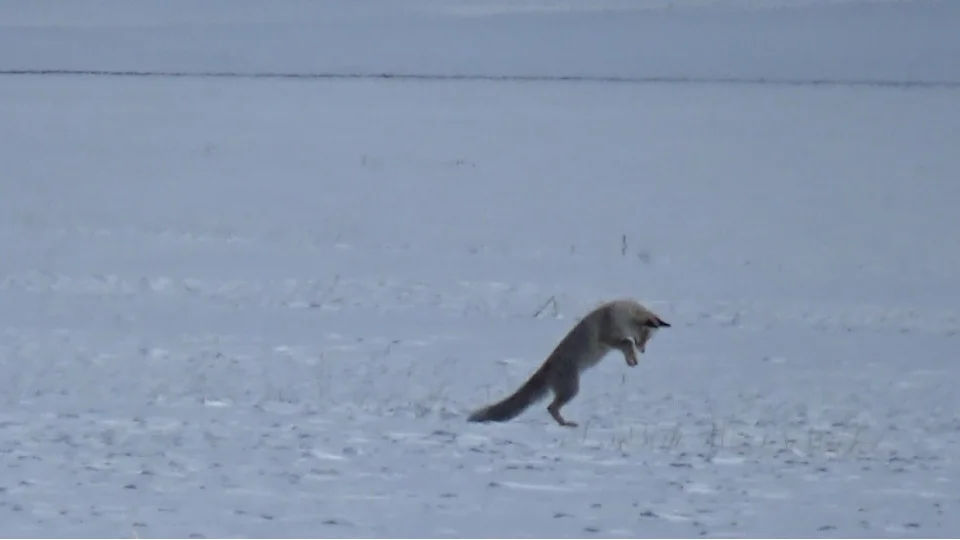 Kars'ta k�z�l tilkinin kar alt�ndaki av� kamerada