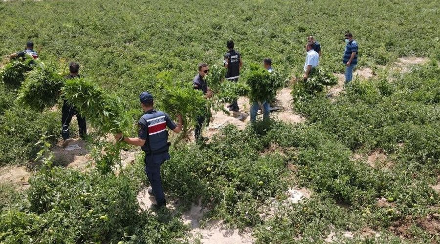 Konya'da domates tarlasında Hint keneviri ele geçirildi