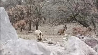 Malatya'da yaban ke�ileri beslenirken g�r�nt�lendi