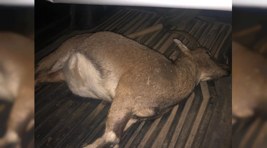 Yaban ke�isi av�na 60 bin TL ceza