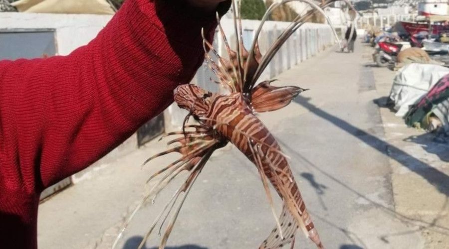 Zehirli Aslan Balığı Kuşadası'nda yakalandı