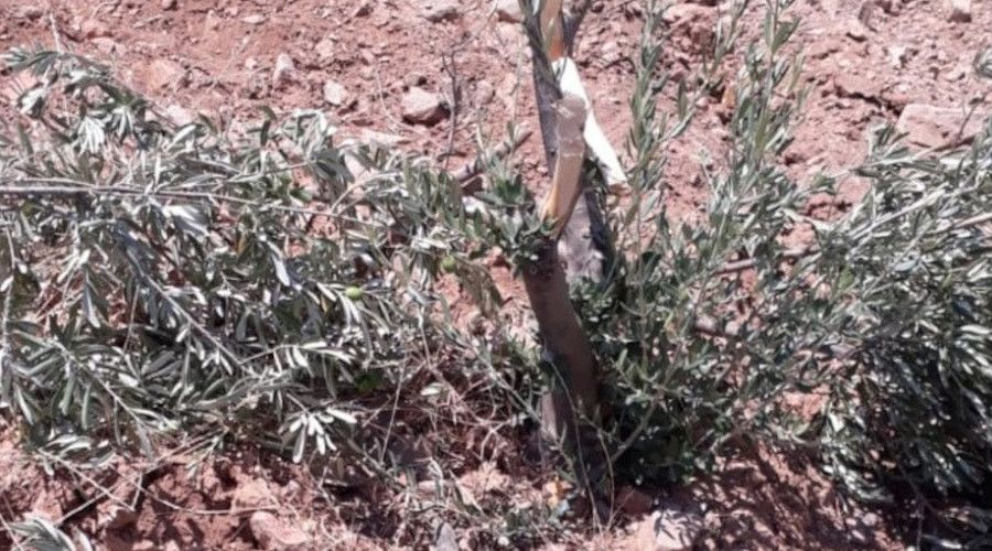 Zeytin a�a�lar�n� g�vdelerinden k�r�p att�lar