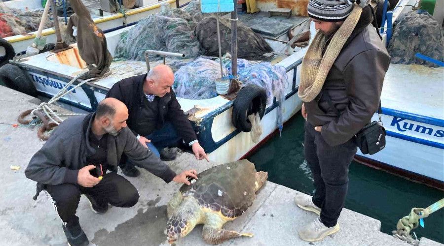 Akdeniz'in simgesi bir bir lyor... 