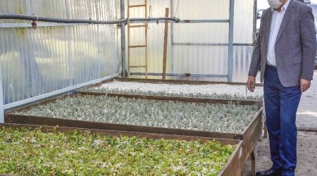 Bursa'da tıbbi ve aromatik bitki atağı