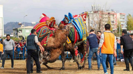 Ege'de develer arenaya indi, sezonun ilk güreşi Umurlu'da başladı