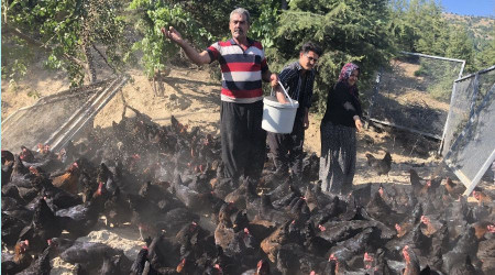 Hibe tavuklar iş kapısına dönüştü