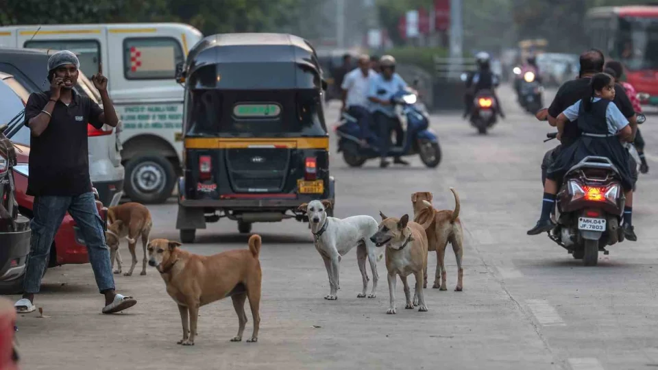 Hindistan'da 62 milyon sokak k�pe�i var