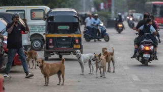 Hindistan'da 62 milyon sokak k�pe�i var