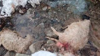 Kapıyı zorlayarak ahıra giren aç kurtlar 30 küçükbaş hayvanı öldürdü