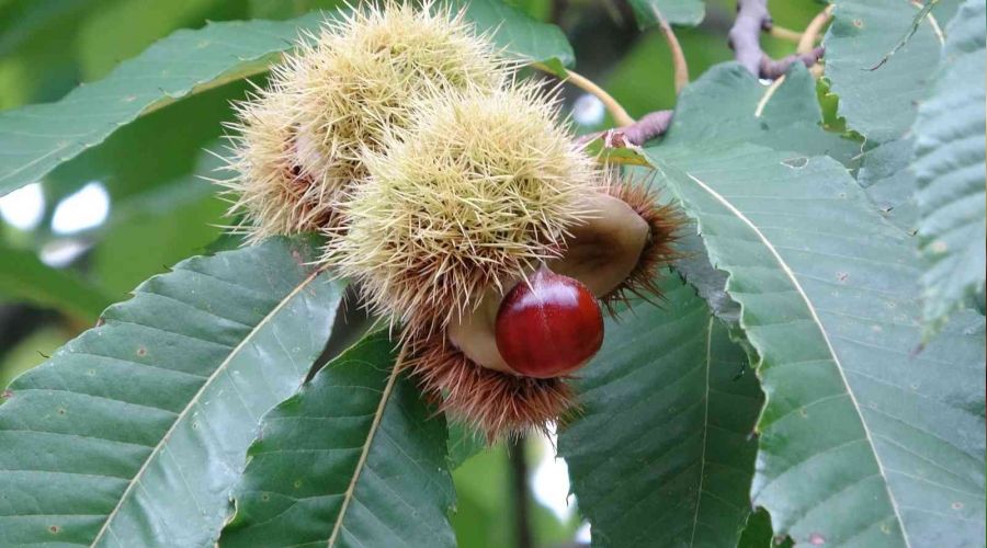 'Katil gal arısı' tehdidi büyüyor