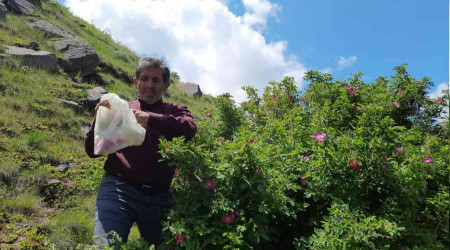 Kuşburnu çiçekleri reçele dönüşüyor