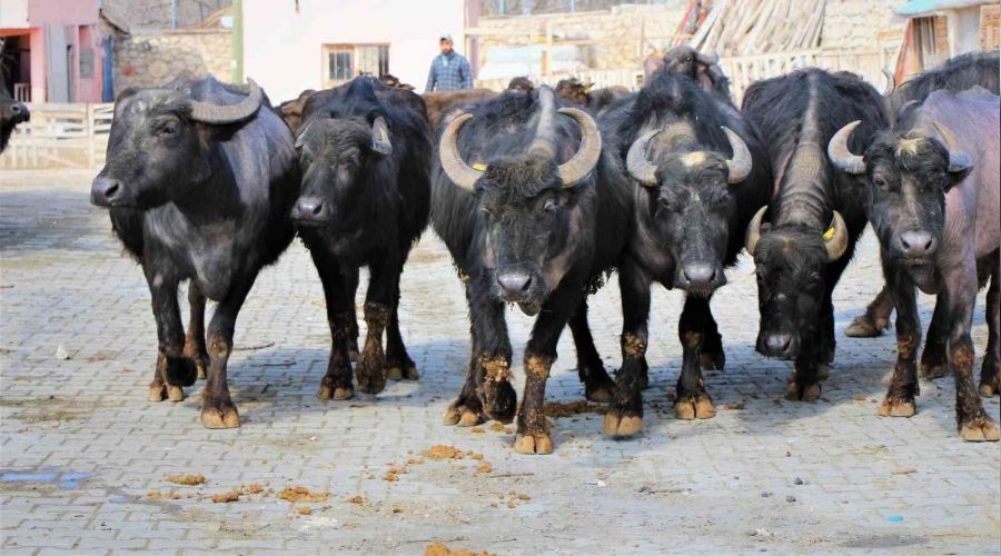 Manda kymete bindi: Amasya Valilii 35 manda datt