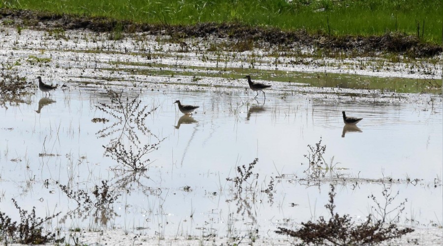 Muş Ovası kuş yuvası