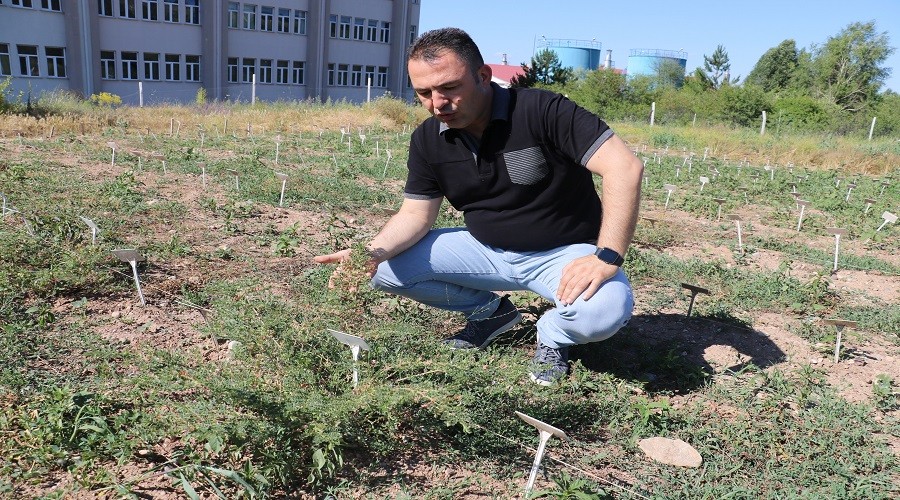 Sivasl bilim insanlar: Sper nohutlar gelitirmeyi baard