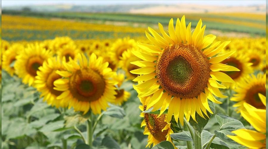 Trakya'da tarım tehlikede