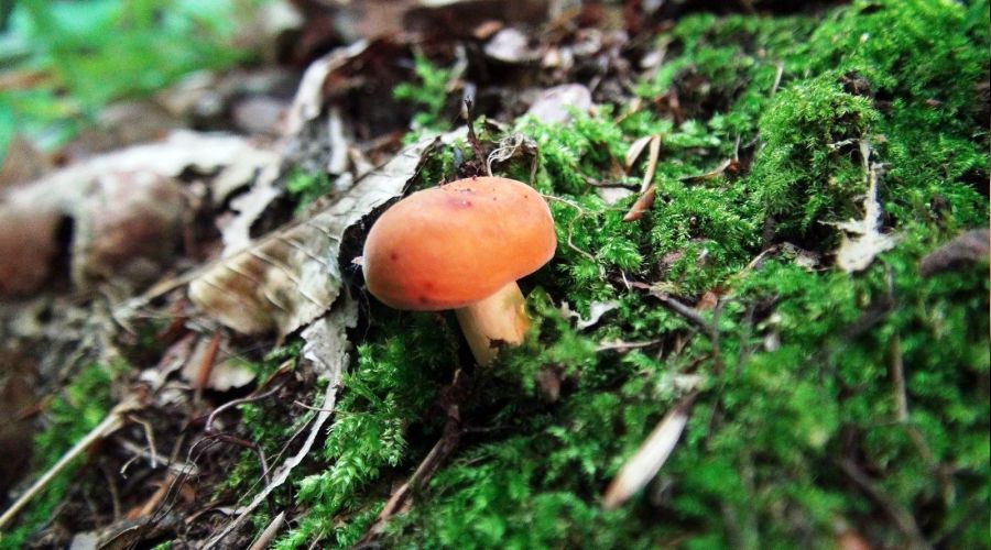 Türü az bulunan bu mantara paha biçilemiyor