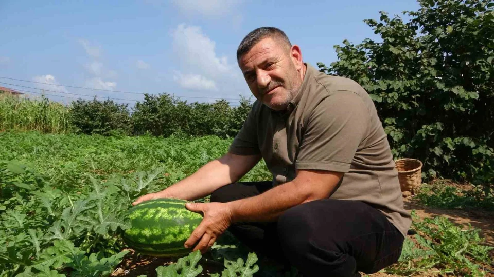 Yalıncak karpuzu üretimi eski günlerini arıyor