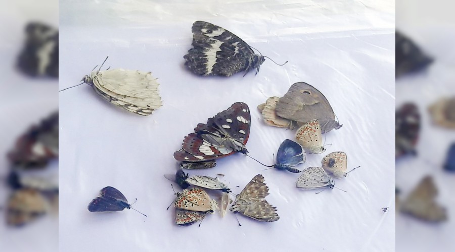 Yurt dışına kaçıramadan yakalandılar