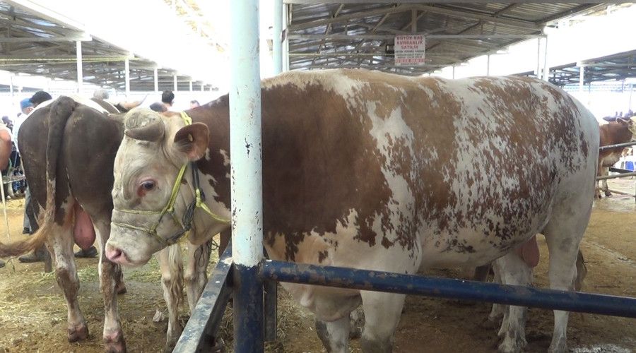 1400 kiloluk bo�a hayvan pazar�n�n �ampiyonu