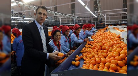 Avokado ihracatı 35 kat arttı
