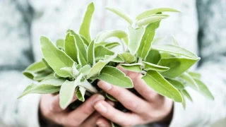 Ba����kl��� G��lendiren ve Ya�lanmay� Yava�latan S�per G�dalar