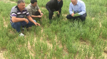 Bu yıl mercimek, nohut ve kimyonda yüksek rekolte bekleniyor