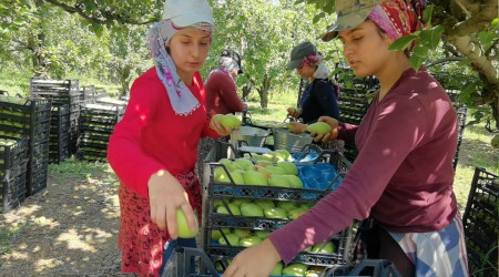 Bursa'da armut fiyatları çiftçiyi mutlu etti